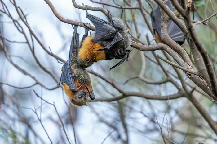 Framed Print : Grey-headed flying-fox (Pteropus poliocephalus) male licking female's genitals, Myuna wetlands, Doveton, Victoria, Australia Framed Print : Grey-headed flying-fox (Pteropus poliocephalus) male licking female's genitals, Myuna wetlands, Doveton, Victoria, Australia