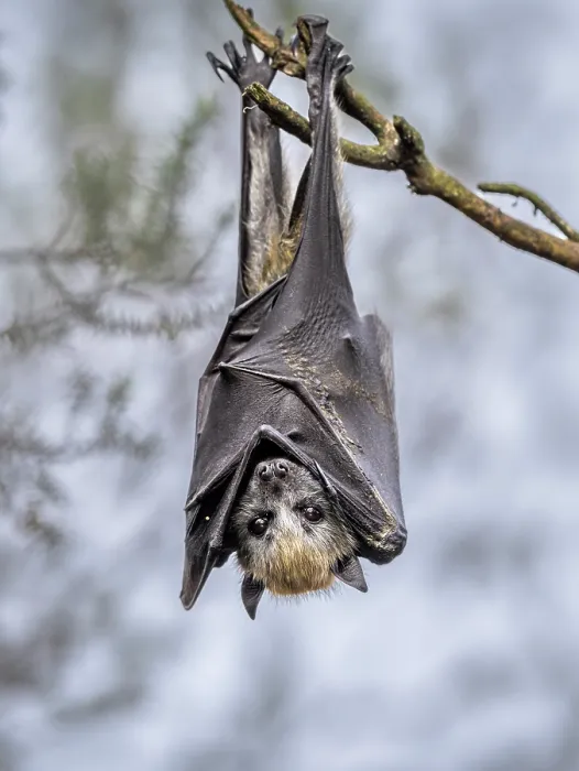 Framed Print : Grey-headed flying-fox (Pteropus poliocephalus) pup hanging from branch, waiting the return of its mother, Myuna Wetlands, Doveton (on Bunurong Country), Victoria, Australia Framed Print : Grey-headed flying-fox (Pteropus poliocephalus) pup hanging from branch, waiting the return of its mother, Myuna Wetlands, Doveton (on Bunurong Country), Victoria, Australia