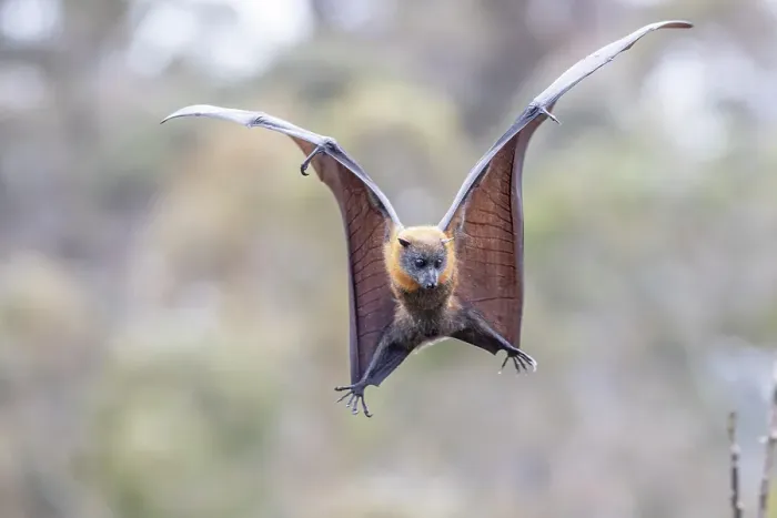 Framed Print : Grey-headed flying-fox (Pteropus poliocephalus) spotting and flaring wings to come Framed Print : Grey-headed flying-fox (Pteropus poliocephalus) spotting and flaring wings to come
