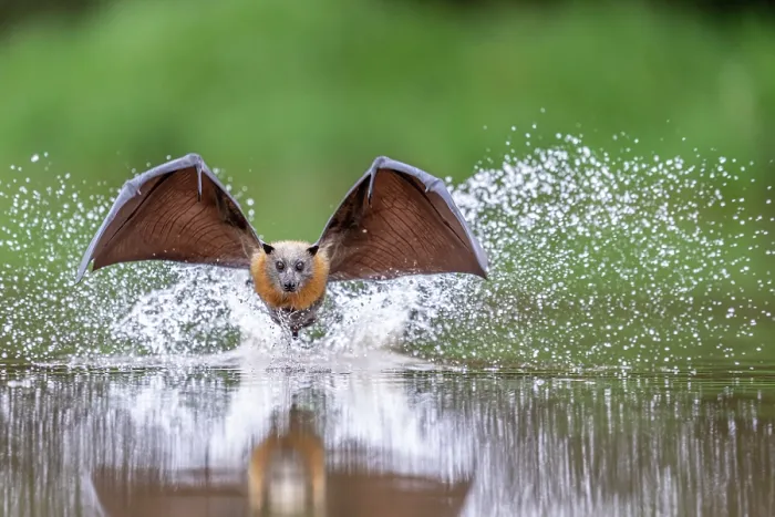 Framed Print : Grey-headed flying-fox (Pteropus poliocephalus) taking a high-speed belly dip into water to cool down and take a drink, Myuna Wetlands, Doveton (on Bunurong Country), Victoria Framed Print : Grey-headed flying-fox (Pteropus poliocephalus) taking a high-speed belly dip into water to cool down and take a drink, Myuna Wetlands, Doveton (on Bunurong Country), Victoria