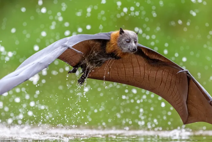 Framed Print : Grey-headed flying-fox (Pteropus poliocephalus) taking a high-speed belly dip into water to cool down and drink,
Myuna Wetlands, Doveton, Victoria, Australia Framed Print : Grey-headed flying-fox (Pteropus poliocephalus) taking a high-speed belly dip into water to cool down and drink,
Myuna Wetlands, Doveton, Victoria, Australia