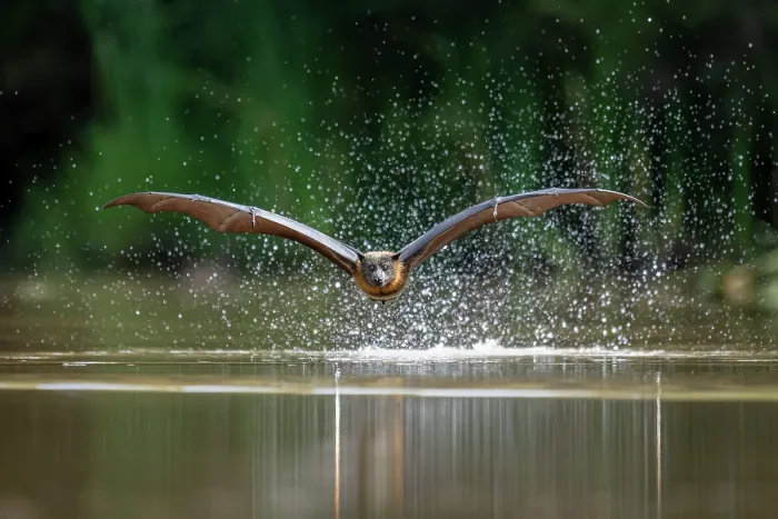 Framed Print : Grey-headed flying-fox (Pteropus poliocephalus) taking a high-speed belly dip into water to cool down and drink,
Myuna Wetlands, Doveton, Victoria, Australia Framed Print : Grey-headed flying-fox (Pteropus poliocephalus) taking a high-speed belly dip into water to cool down and drink,
Myuna Wetlands, Doveton, Victoria, Australia