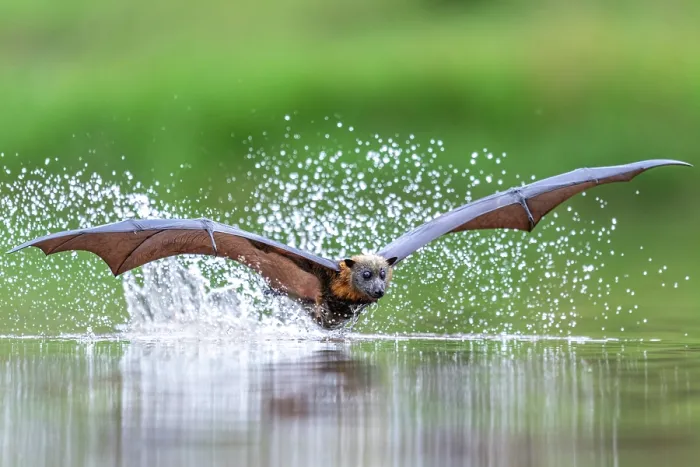 Framed Print : Grey-headed flying-fox (Pteropus poliocephalus) taking a high-speed belly dip into water to cool down and drink,  Myuna Wetlands, Doveton, Victoria, Australia