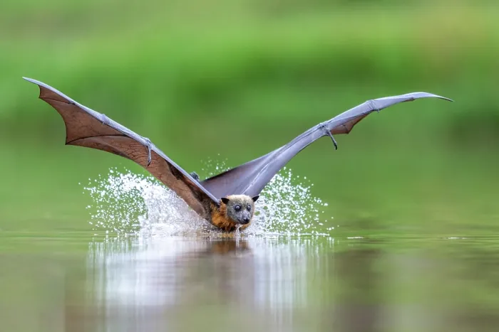 Framed Print : Grey-headed flying-fox (Pteropus poliocephalus) taking a high-speed belly dip into water to cool down and drink,
Myuna Wetlands, Doveton, Victoria, Australia Framed Print : Grey-headed flying-fox (Pteropus poliocephalus) taking a high-speed belly dip into water to cool down and drink,
Myuna Wetlands, Doveton, Victoria, Australia