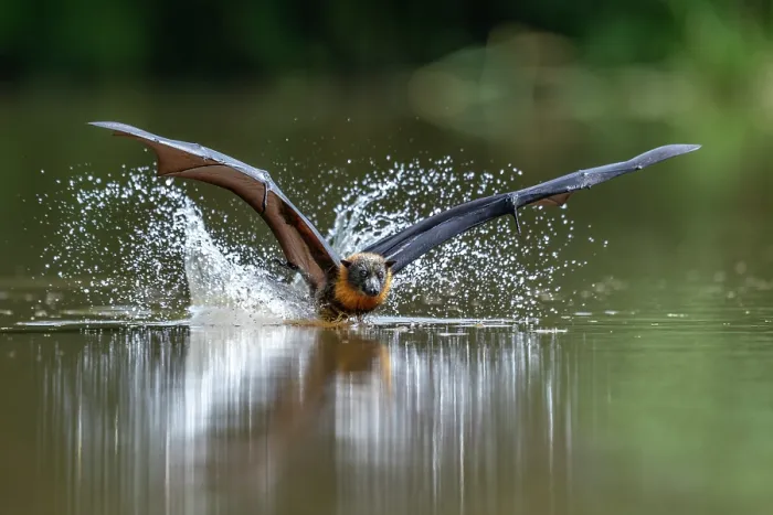 Framed Print : Grey-headed flying-fox (Pteropus poliocephalus) taking a high-speed belly dip into water to cool down and drink,
Myuna Wetlands, Doveton, Victoria, Australia Framed Print : Grey-headed flying-fox (Pteropus poliocephalus) taking a high-speed belly dip into water to cool down and drink,
Myuna Wetlands, Doveton, Victoria, Australia