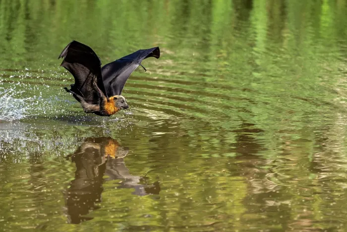 Framed Print : Grey-headed flying-fox (Pteropus poliocephalus) taking a high-speed belly dip into water to cool down and drink,
Myuna Wetlands, Doveton, Victoria, Australia Framed Print : Grey-headed flying-fox (Pteropus poliocephalus) taking a high-speed belly dip into water to cool down and drink,
Myuna Wetlands, Doveton, Victoria, Australia