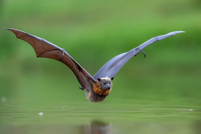 Framed Print : Grey-headed flying-fox (Pteropus poliocephalus) taking a high-speed belly dip into water to cool down and drink,  Myuna Wetlands, Doveton, Victoria, Australia