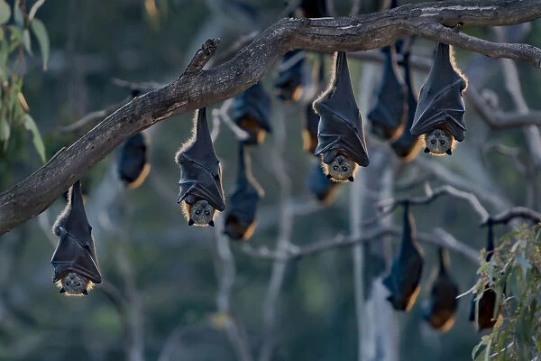 Grey-headed flying-foxes (Pteropus poliocephalus) at a colony hang together at sunset