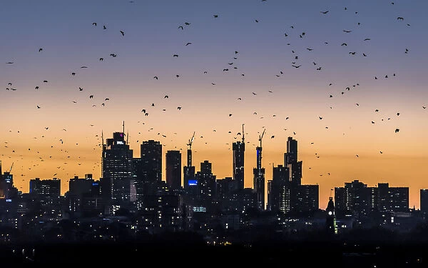 Grey-headed flying-foxes (Pteropus poliocephalus) fly out over the Melbourne city skyline