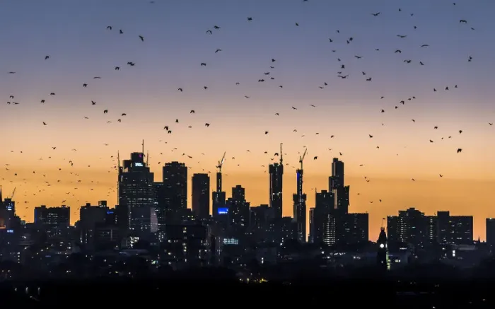 Framed Print : Grey-headed flying-foxes (Pteropus poliocephalus) fly out over the Melbourne city skyline Framed Print : Grey-headed flying-foxes (Pteropus poliocephalus) fly out over the Melbourne city skyline