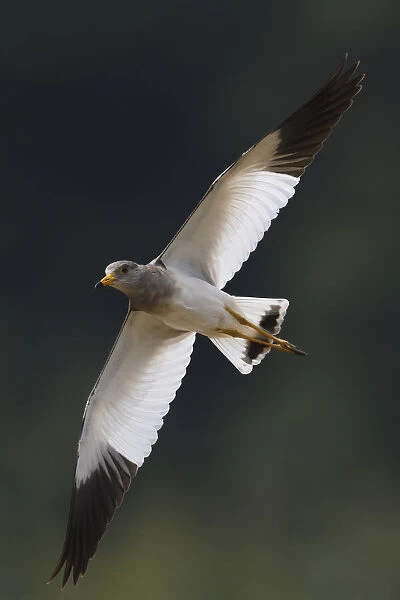 Grey-headed lapwing (Vanellus cinereus) winter plumage, flying i, Yangxian Nature Reserve