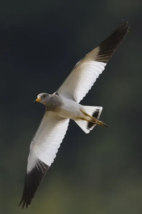 Framed Print : Grey-headed lapwing (Vanellus cinereus) winter plumage, flying i, Yangxian Nature Reserve Framed Print : Grey-headed lapwing (Vanellus cinereus) winter plumage, flying i, Yangxian Nature Reserve
