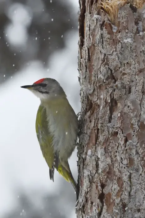 Framed Print : Grey-headed woodpecker (Picus canus) on tree trunk in falling snow. Kalvtrask, Vasterbotten