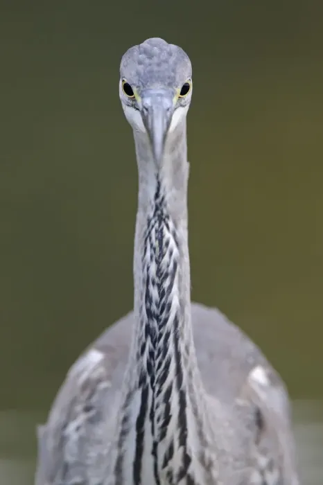 Framed Print : Grey heron (Ardea cincerea) head on portrait, Elbe Biosphere Reserve, Lower Saxony