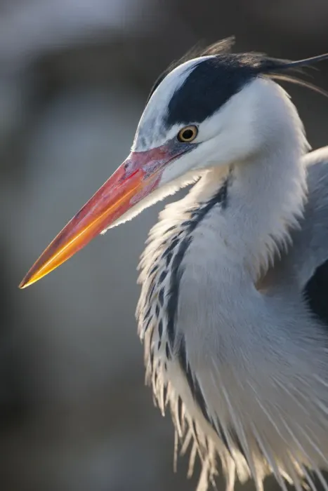 Framed Print : Grey heron (Ardea cinerea) adult in breeding plumage, close-up of head and colourful orange beak Framed Print : Grey heron (Ardea cinerea) adult in breeding plumage, close-up of head and colourful orange beak
