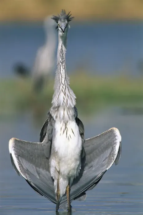 Framed Print : Grey heron {Ardea cinerea} Al Ansab, Oman