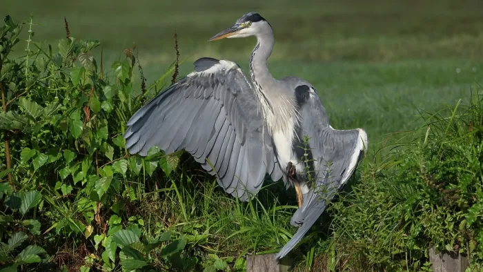 Framed Print : Grey heron (Ardea cinerea) basking on riverbank, Peerdsbos, Brasschaat, Belgium. September Framed Print : Grey heron (Ardea cinerea) basking on riverbank, Peerdsbos, Brasschaat, Belgium. September