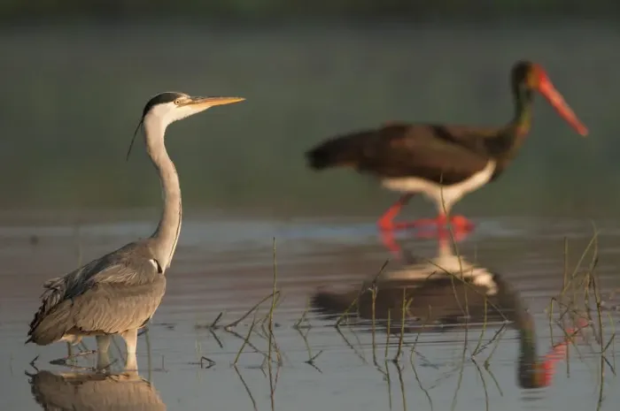 Framed Print : Grey heron (Ardea cinerea) and a Black stork (Ciconia nigra) in water, Fisher pond