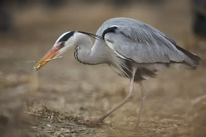Framed Print : Grey Heron (Ardea cinerea) carrying twig in beak in cormorant colony, Oosterdijk Framed Print : Grey Heron (Ardea cinerea) carrying twig in beak in cormorant colony, Oosterdijk