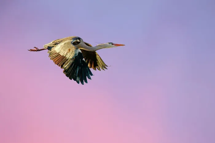 Framed Print : Grey heron (Ardea cinerea cinerea) in flight at last light, Blackpool, UK, February Framed Print : Grey heron (Ardea cinerea cinerea) in flight at last light, Blackpool, UK, February