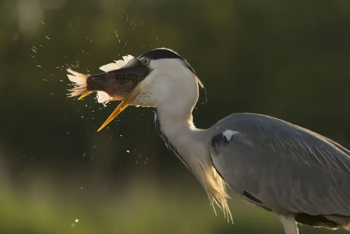 Framed Print : Grey heron (Ardea cinerea) feeding on cyprionid fish / carp species in fish farm pond Framed Print : Grey heron (Ardea cinerea) feeding on cyprionid fish / carp species in fish farm pond