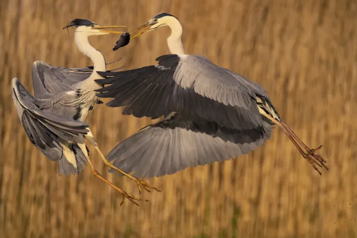 Framed Print : Two Grey heron (Ardea cinerea) fighting over a fish, Pusztaszer reserve, Hungary. May Framed Print : Two Grey heron (Ardea cinerea) fighting over a fish, Pusztaszer reserve, Hungary. May