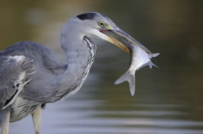Framed Print : Grey heron (Ardea cinerea) with fish in beak, Elbe Biosphere Reserve, Lower Saxony Framed Print : Grey heron (Ardea cinerea) with fish in beak, Elbe Biosphere Reserve, Lower Saxony