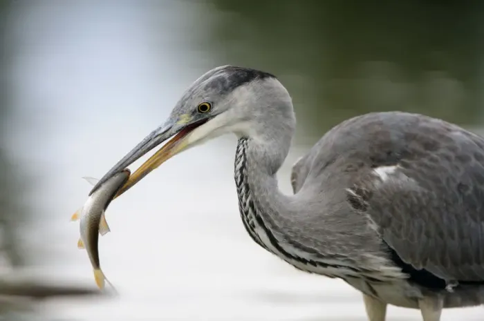 Framed Print : Grey heron (Ardea cinerea) with fish in beak, Elbe Biosphere Reserve, Lower Saxony