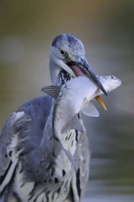 Framed Print : Grey heron (Ardea cinerea) with fish in beak, Elbe Biosphere Reserve, Lower Saxony Framed Print : Grey heron (Ardea cinerea) with fish in beak, Elbe Biosphere Reserve, Lower Saxony
