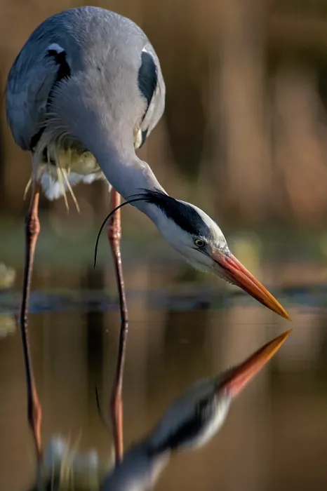 Framed Print : Grey heron (Ardea cinerea) fishing in pond, near Bourne, Lincolnshire, UK. April Framed Print : Grey heron (Ardea cinerea) fishing in pond, near Bourne, Lincolnshire, UK. April