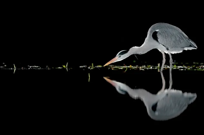 Framed Print : Grey heron (Ardea cinerea) fishing in pond at night, near Bourne, Lincolnshire, UK. January Framed Print : Grey heron (Ardea cinerea) fishing in pond at night, near Bourne, Lincolnshire, UK. January