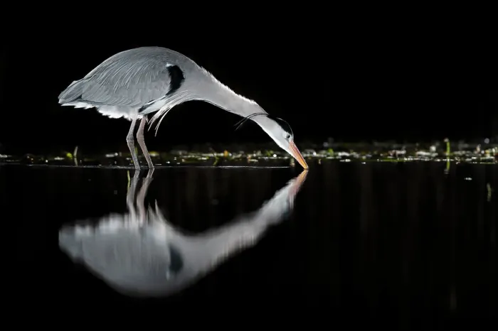 Framed Print : Grey heron (Ardea cinerea) fishing in pond at night, near Bourne, Lincolnshire, UK. January Framed Print : Grey heron (Ardea cinerea) fishing in pond at night, near Bourne, Lincolnshire, UK. January