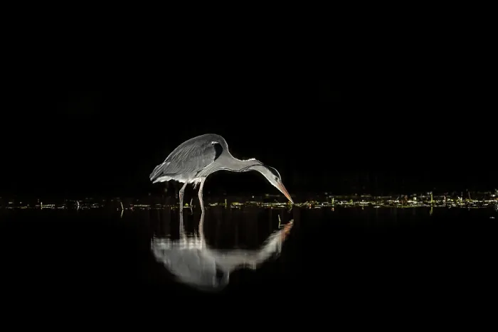 Framed Print : Grey heron (Ardea cinerea) fishing in pond at night, near Bourne, Lincolnshire, UK. January