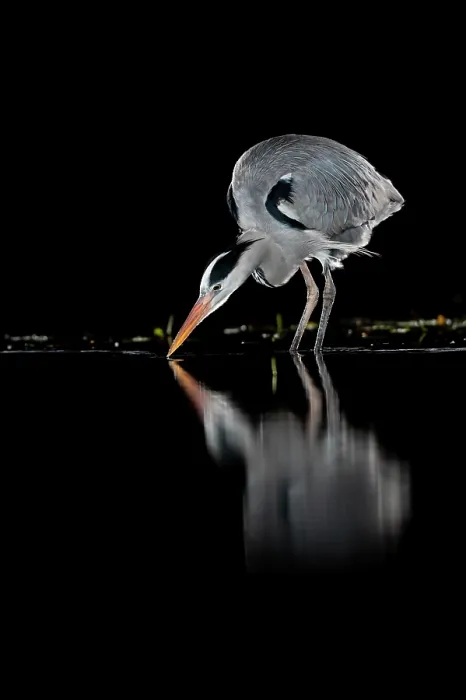 Framed Print : Grey heron (Ardea cinerea) fishing in pond at night, near Bourne, Lincolnshire, UK. January Framed Print : Grey heron (Ardea cinerea) fishing in pond at night, near Bourne, Lincolnshire, UK. January
