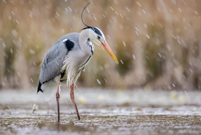 Framed Print : Grey heron (Ardea cinerea) fishing in pond in snowfall, near Bourne, Lincolnshire, UK. March Framed Print : Grey heron (Ardea cinerea) fishing in pond in snowfall, near Bourne, Lincolnshire, UK. March