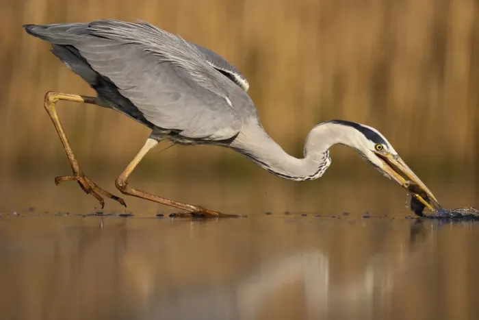 Framed Print : Grey heron (Ardea cinerea) fishing in shallow water, Pusztaszer reserve, Hungary. May Framed Print : Grey heron (Ardea cinerea) fishing in shallow water, Pusztaszer reserve, Hungary. May