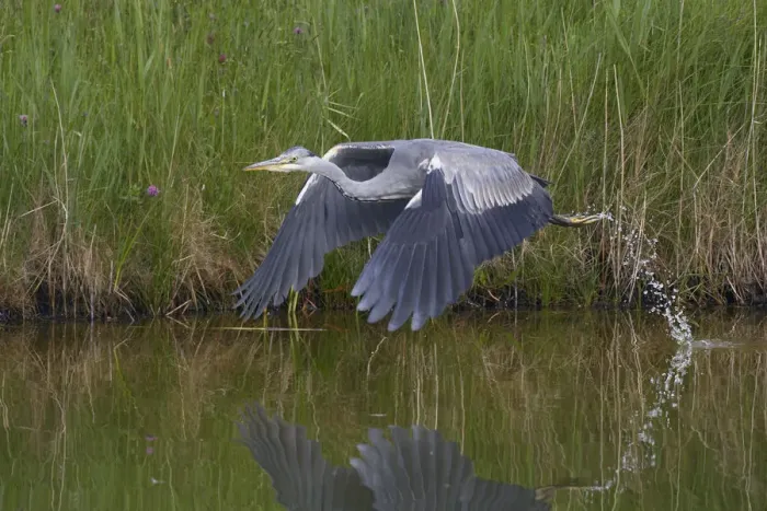 Framed Print : Grey heron (Ardea cinerea) in flight just after taking off, Texel, Netherlands, May 2009 Framed Print : Grey heron (Ardea cinerea) in flight just after taking off, Texel, Netherlands, May 2009