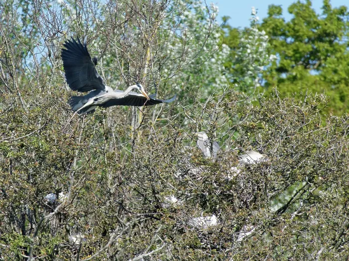Framed Print : Grey heron (Ardea cinerea) flying in with stick for nest in colony alongside Little egrets (Egretta garzetta) and Cattle egrets (Bubulcus ibis) in tree bordering marshy pool Framed Print : Grey heron (Ardea cinerea) flying in with stick for nest in colony alongside Little egrets (Egretta garzetta) and Cattle egrets (Bubulcus ibis) in tree bordering marshy pool