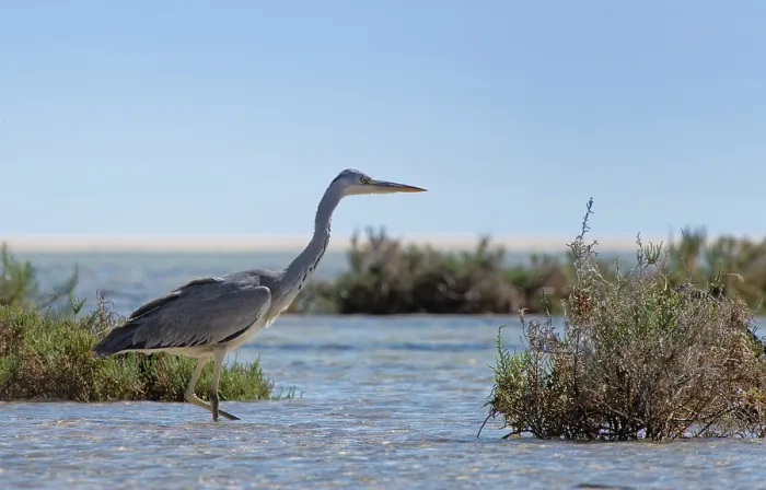 Framed Print : Grey heron (Ardea cinerea) foraging in a coastal lagoon, Sotavento, Fuerteventura, Canary Islands. November Framed Print : Grey heron (Ardea cinerea) foraging in a coastal lagoon, Sotavento, Fuerteventura, Canary Islands. November