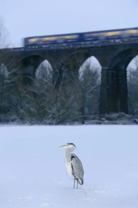 Framed Print : Grey heron (Ardea cinerea) on frozen river, River Tame, Reddish Vale Country Park