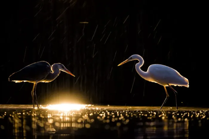 Framed Print : Grey heron (Ardea cinerea) and Great white egret (Ardea alba) standing facing each other at sunrise. Lake Csaj, Kiskunsagi National Park, Hungary. December