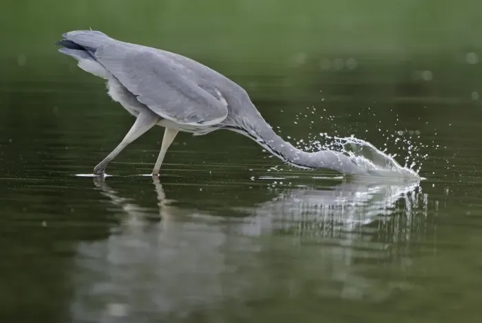 Framed Print : Grey heron (Ardea cinerea) with head in water fishing, Elbe Biosphere Reserve, Lower Saxony Framed Print : Grey heron (Ardea cinerea) with head in water fishing, Elbe Biosphere Reserve, Lower Saxony