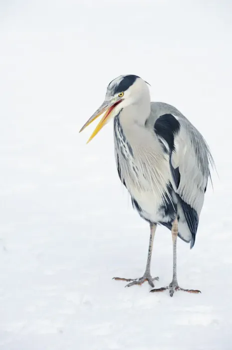 Framed Print : Grey heron (Ardea cinerea) on ice, beak open, River Tame, Reddish Vale Country Park Framed Print : Grey heron (Ardea cinerea) on ice, beak open, River Tame, Reddish Vale Country Park