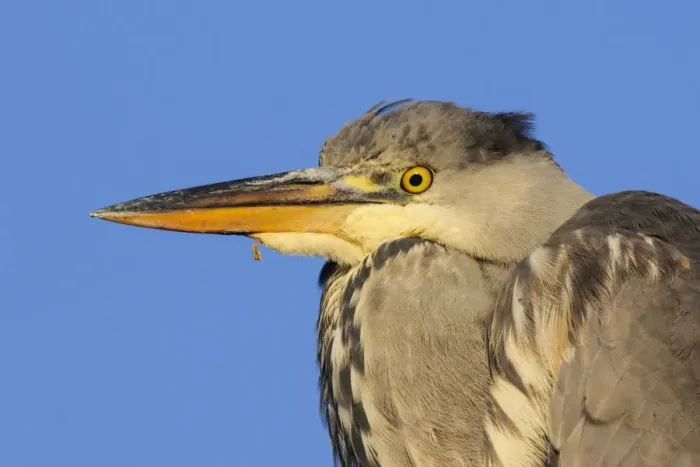 Framed Print : Grey heron (Ardea cinerea) immature portrait. London, England, UK, December Framed Print : Grey heron (Ardea cinerea) immature portrait. London, England, UK, December