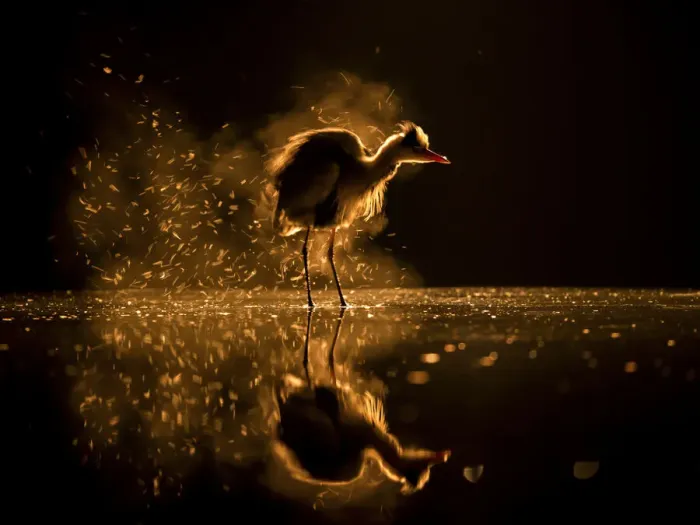 Framed Print : Grey heron (Ardea cinerea) on lake at sunset, Lake Csaj, Kiskunsagi National Park, Hungary. January Framed Print : Grey heron (Ardea cinerea) on lake at sunset, Lake Csaj, Kiskunsagi National Park, Hungary. January