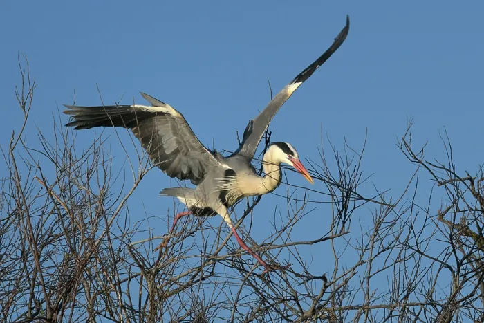 Framed Print : Grey heron (Ardea cinerea) landing in tree with nesting material in beak, Camargue, France, March Framed Print : Grey heron (Ardea cinerea) landing in tree with nesting material in beak, Camargue, France, March
