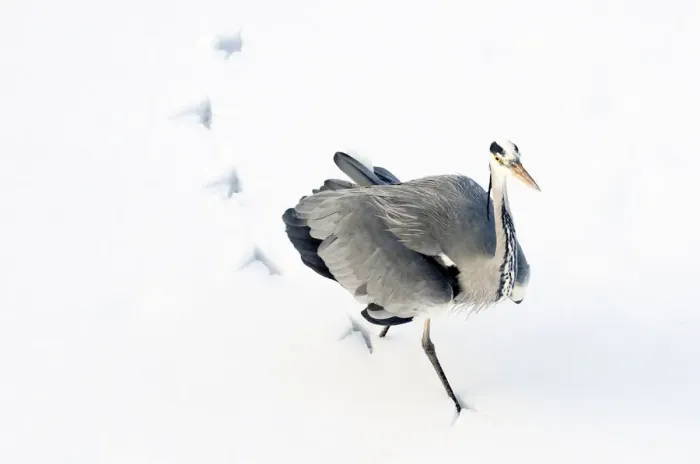 Framed Print : Grey Heron (Ardea cinerea) leaving footprints while walking through snow. The Netherlands Framed Print : Grey Heron (Ardea cinerea) leaving footprints while walking through snow. The Netherlands