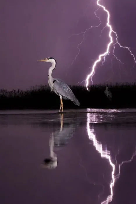 Framed Print : Grey heron (Ardea cinerea) with lightning storm at night. Lake Csaj, Kiskunsagi National Park, Pusztaszer, Hungary. May 2012 Framed Print : Grey heron (Ardea cinerea) with lightning storm at night. Lake Csaj, Kiskunsagi National Park, Pusztaszer, Hungary. May 2012