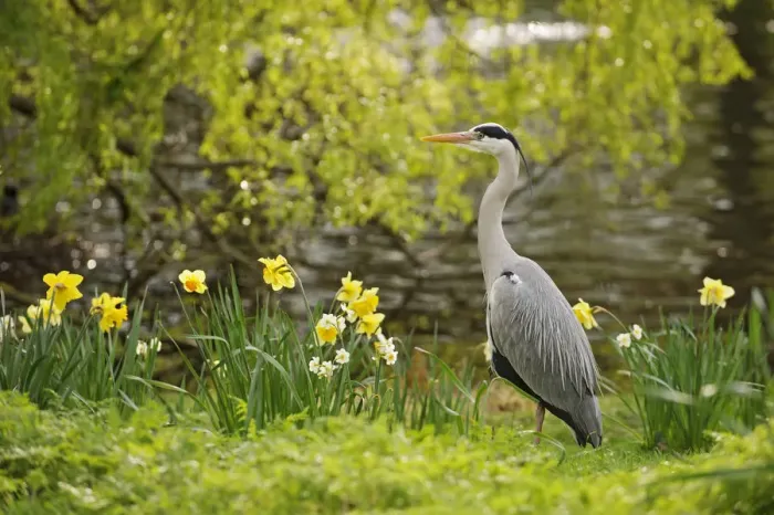Framed Print : Grey heron (Ardea cinerea) in parkland with daffodils flowering, Regents Park Framed Print : Grey heron (Ardea cinerea) in parkland with daffodils flowering, Regents Park