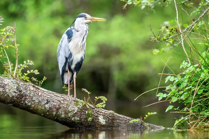 Framed Print : Grey heron (Ardea cinerea) perched on tree submerged in pond, near Bickleigh, Devon, UK. May Framed Print : Grey heron (Ardea cinerea) perched on tree submerged in pond, near Bickleigh, Devon, UK. May